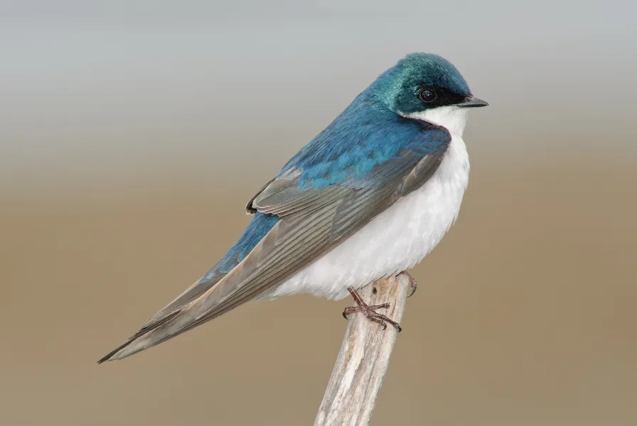 Tree Swallow Tree Swallow