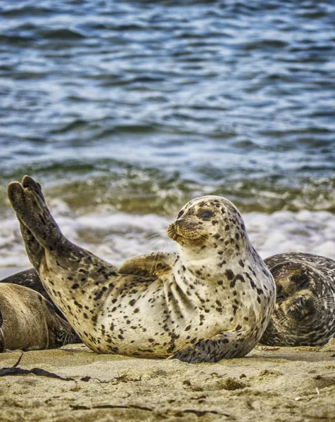 Silly Seal Silly Seal