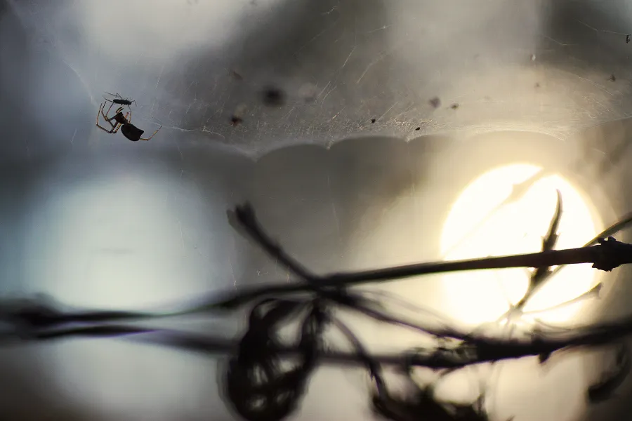 A Tiny Feast A Tiny Feast