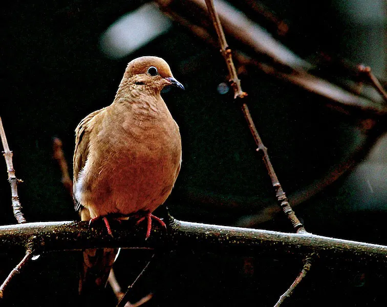 Sweet Dove Sweet Dove