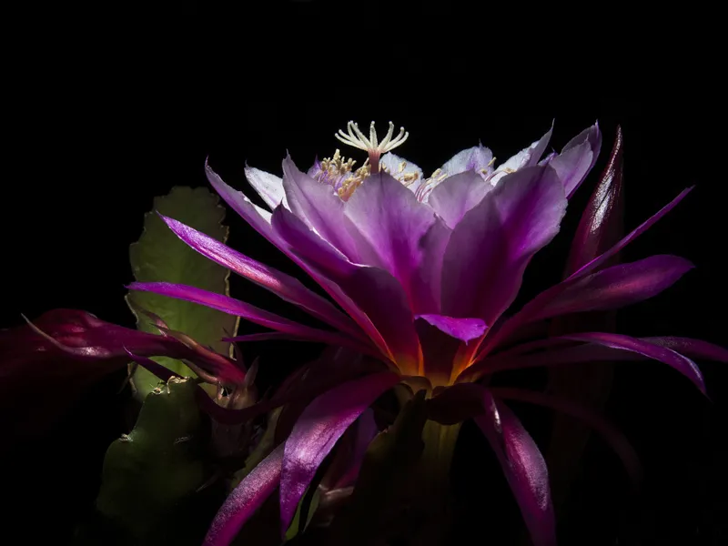 Cactus Orchid Cactus Orchid