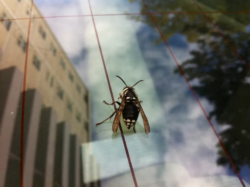 Seeing the City Seeing the City