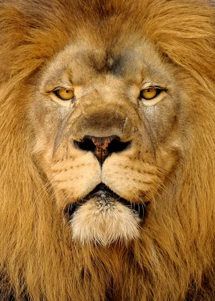 A Good Hair Day A Good Hair Day