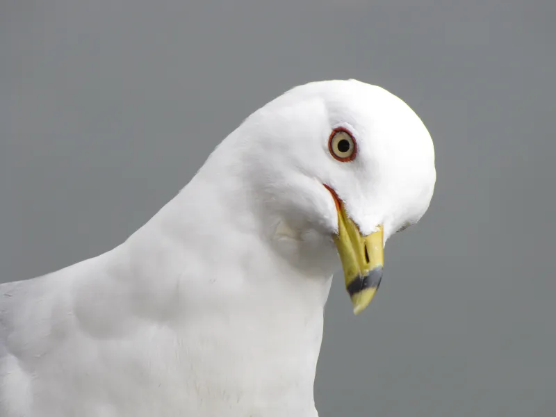 Ring Billed Gull Ring Billed Gull