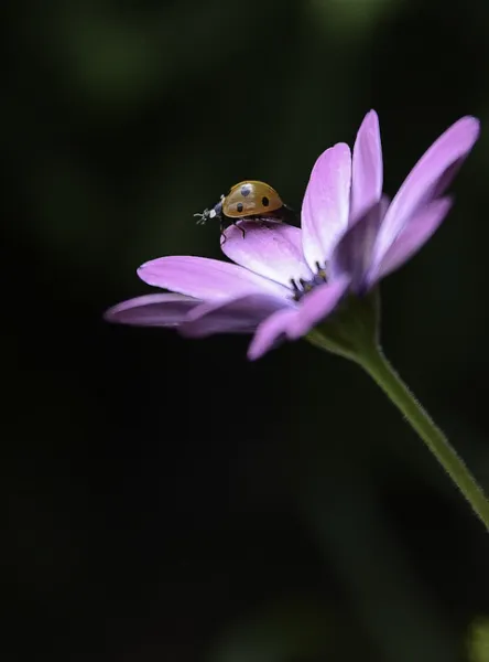 Ladies Love Flowers Ladies Love Flowers