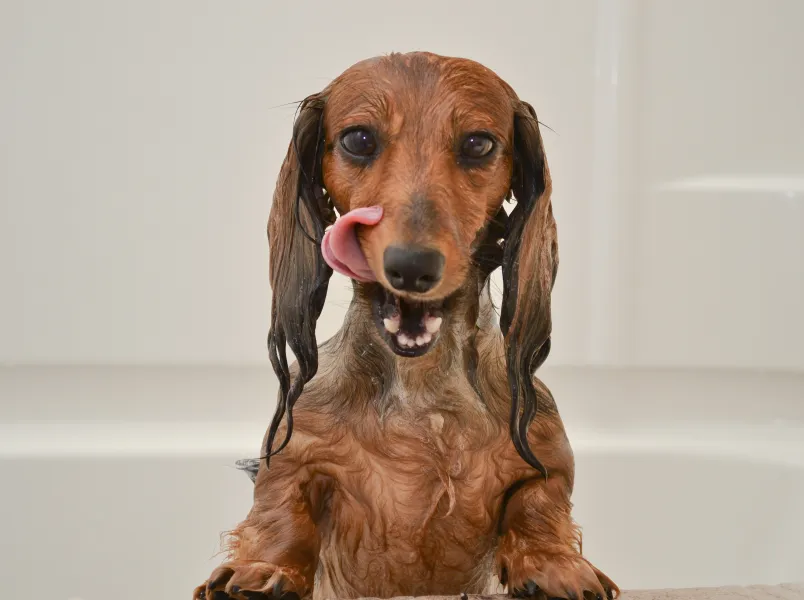 Yap, I am clean! Yap, I am clean!
