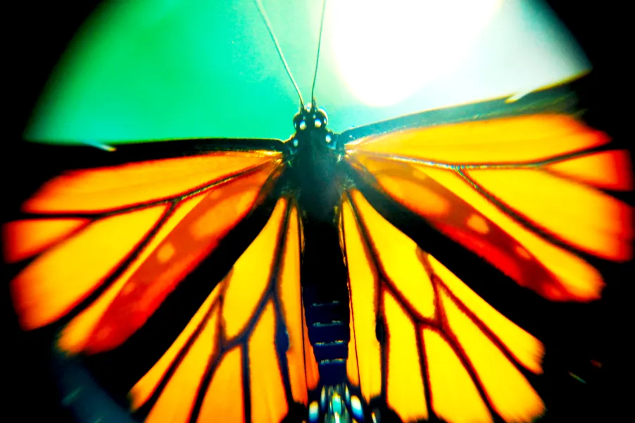 Black and Orange Beauty Black and Orange Beauty