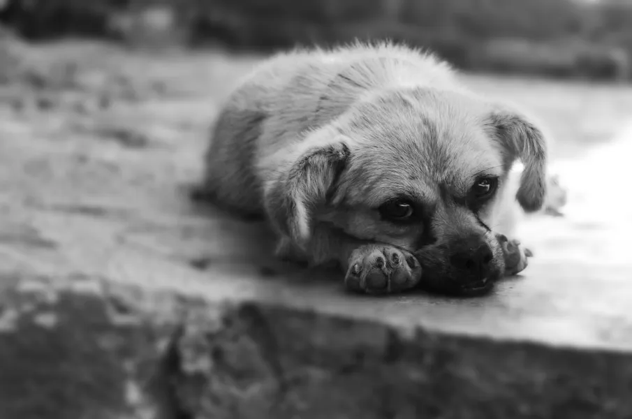 Homeless Puppy Homeless Puppy
