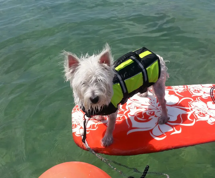 Finnegan (surfing Fl Bay) Finnegan (surfing Fl Bay)
