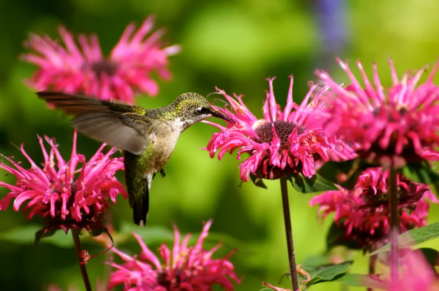 Beauty and Bee Balm Beauty and Bee Balm