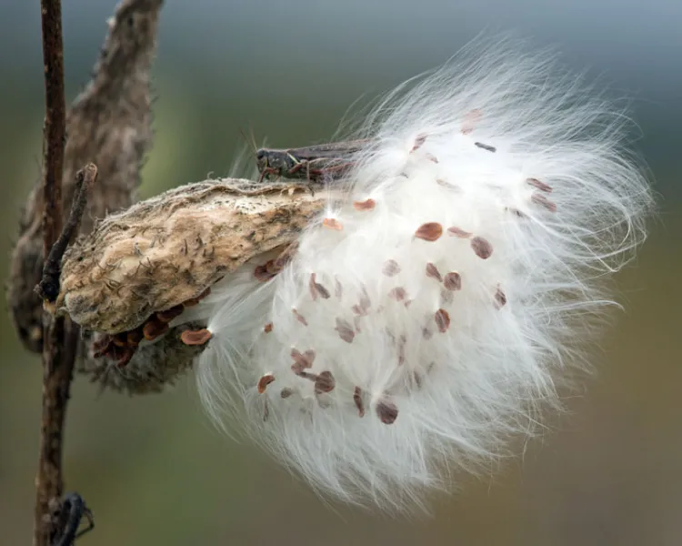 Hidden in the Milkweed Hidden in the Milkweed