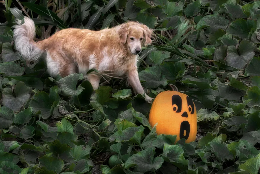 Startling Pumpkins Startling Pumpkins