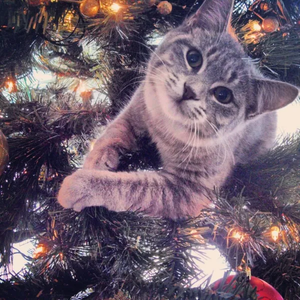 Loving My First Christmas Loving My First Christmas
