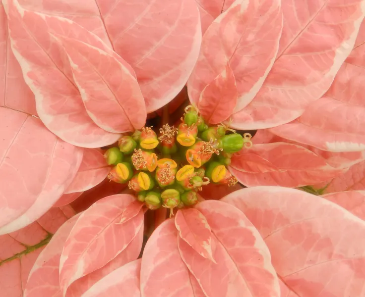 Peachy Pink Poinsettia Peachy Pink Poinsettia
