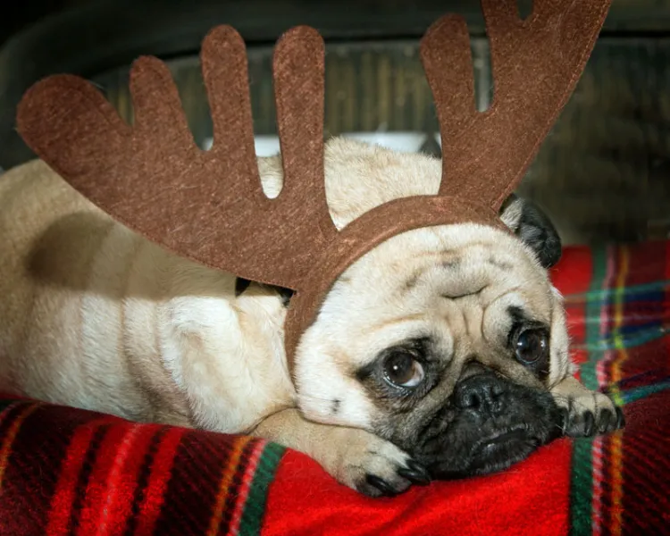 Santa Ate My Cookie Santa Ate My Cookie