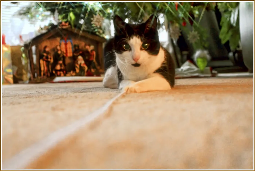 HAPPY HOLIDAYS HAPPY HOLIDAYS