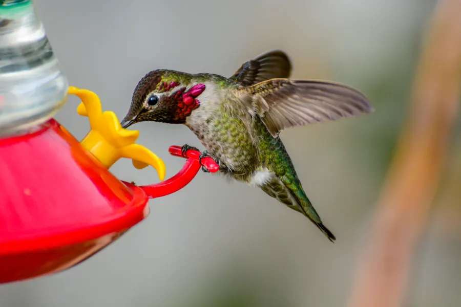 Hummingbird Hummingbird
