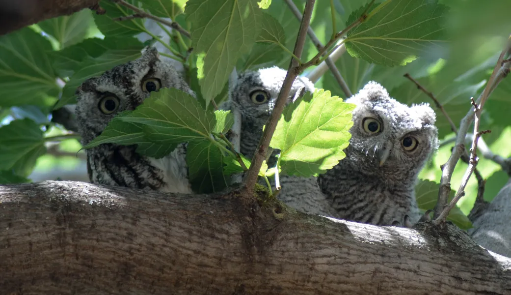 Owl Family Owl Family