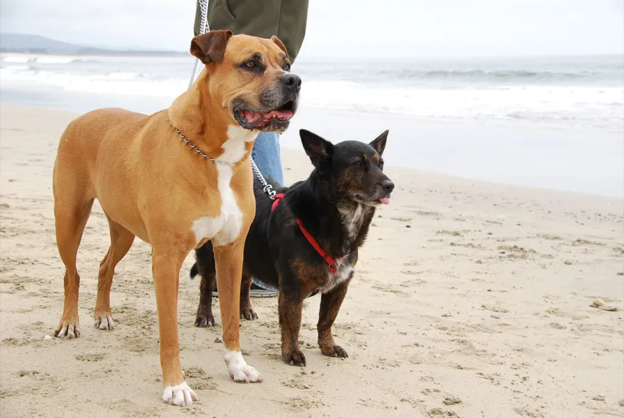 Their First Beach Walk Their First Beach Walk