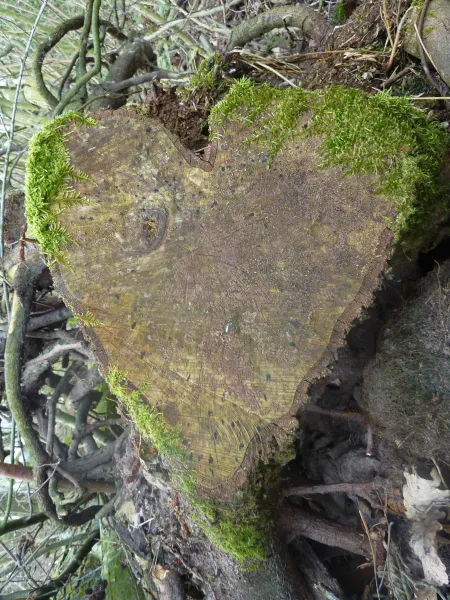 Natuurlijke Liefde Natuurlijke Liefde