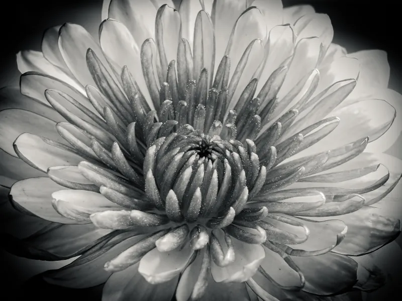 Beauty of Black and White Beauty of Black and White