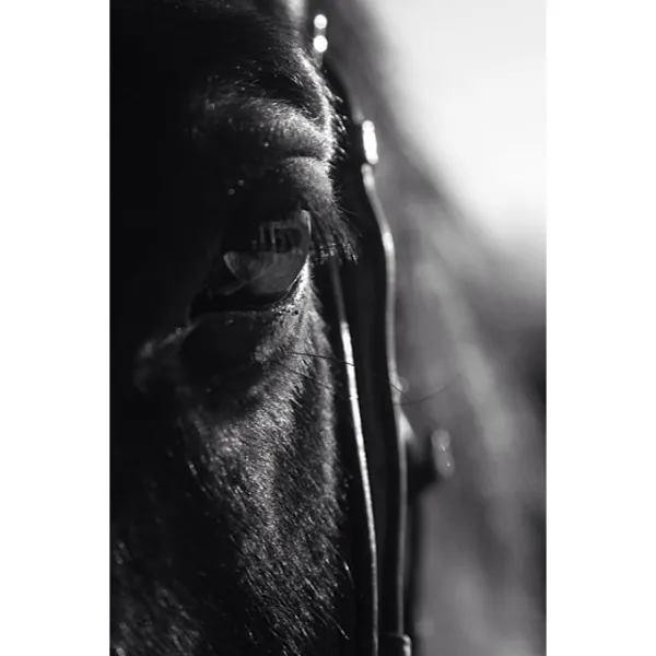 Black and White Beauty Black and White Beauty