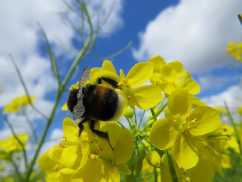 Desert Rose Desert Rose