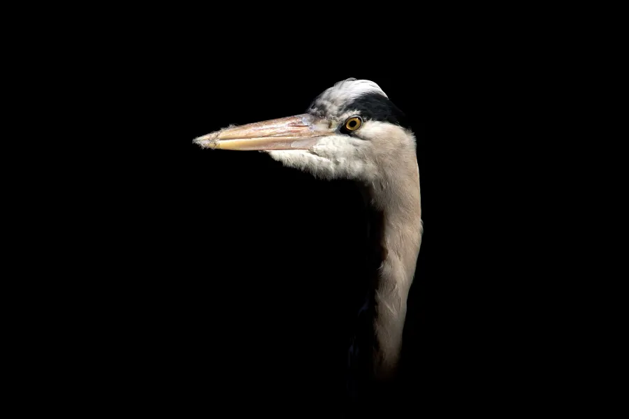 Proud heron Proud heron