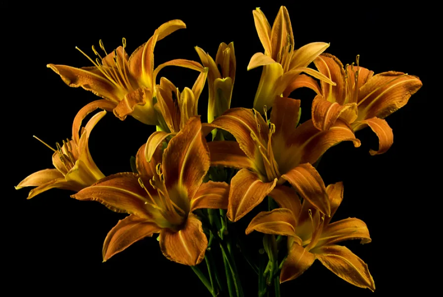 Day Lilies II Day Lilies II