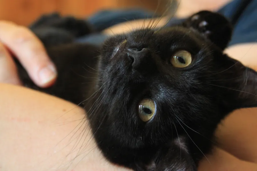 Mitou the kitten Mitou the kitten