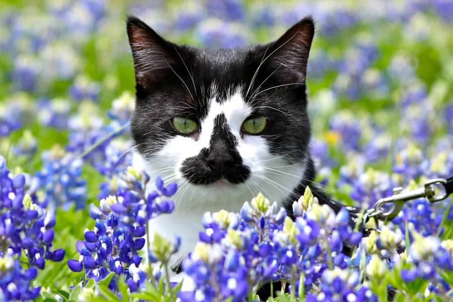 Bluebonnet Pepper Bluebonnet Pepper