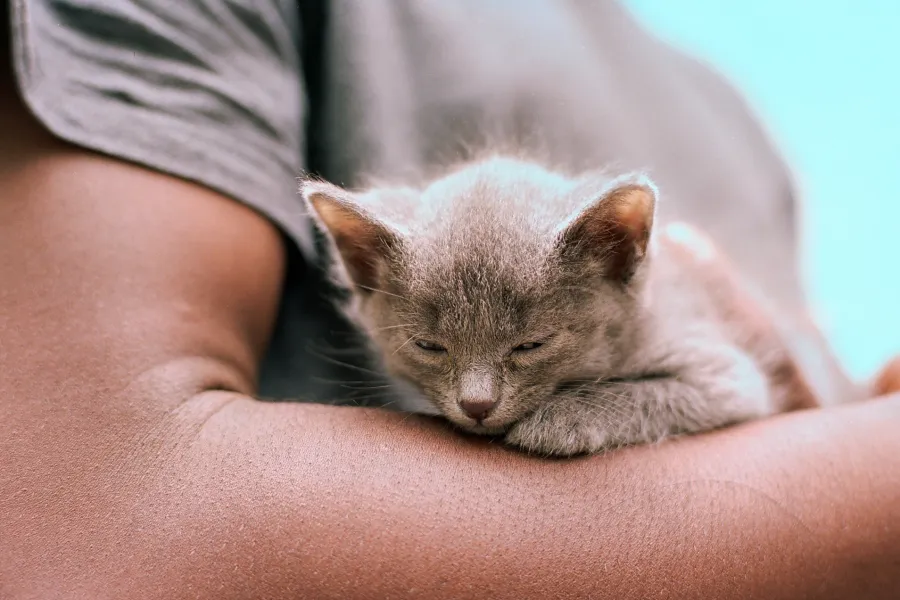 warm arm warm arm