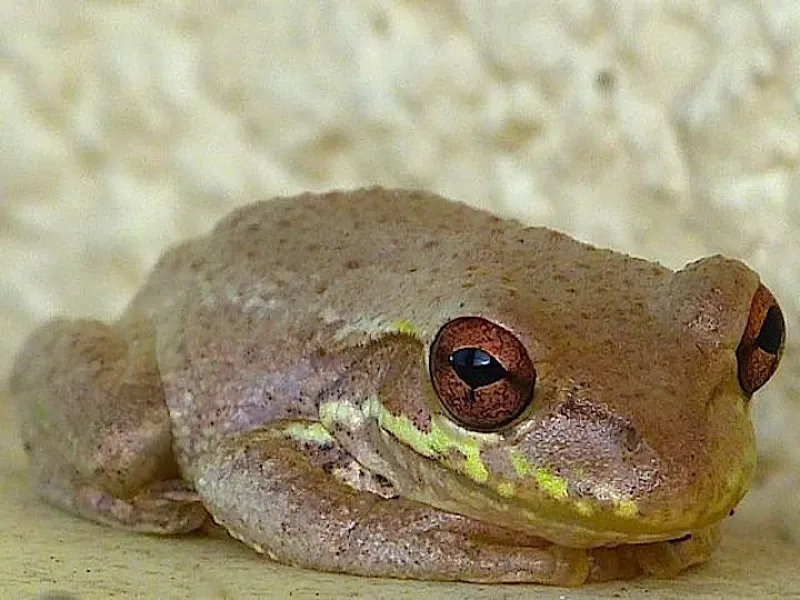 Are You The Pizza Guy? Are You The Pizza Guy?