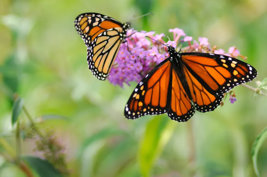 Monarch Butterflies Monarch Butterflies