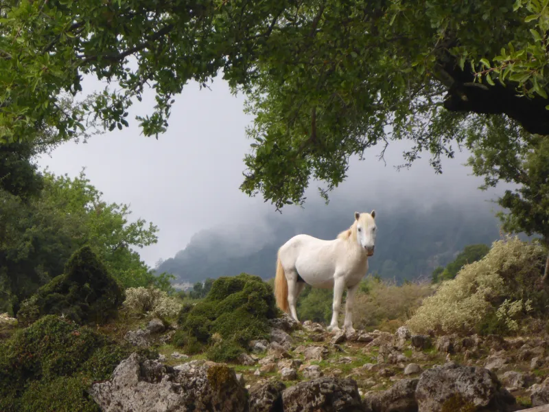 Wild horse of Cephalonia Wild horse of Cephalonia