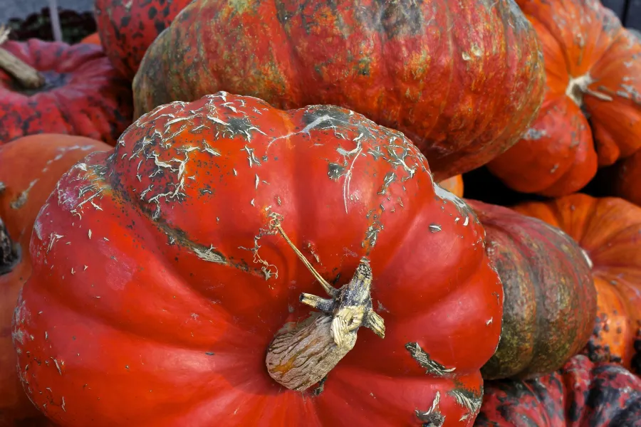 Decorative Pumpkins Decorative Pumpkins