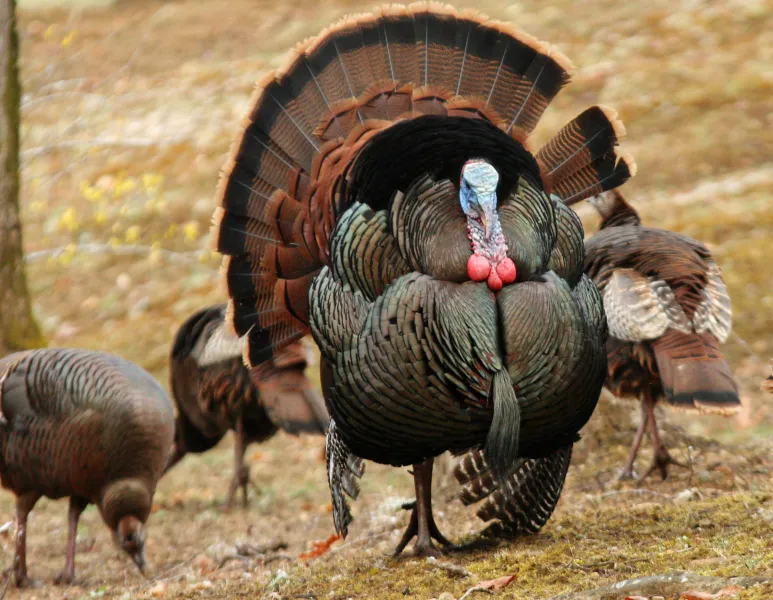 Tom minus one Tom minus one