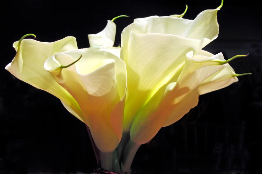 Light and Lilies Light and Lilies