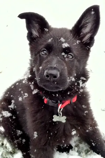 Apollo's First Snow Apollo's First Snow