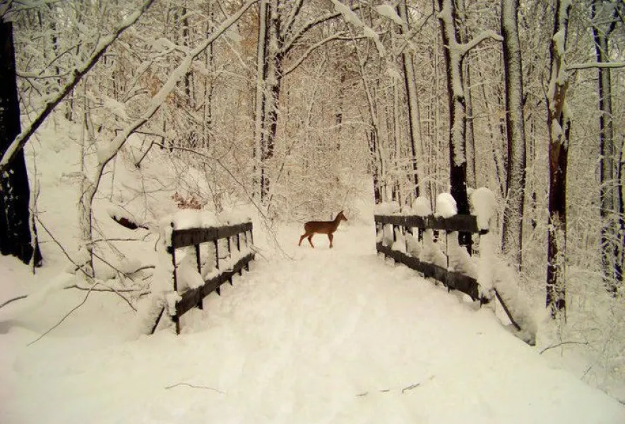 peace on earth peace on earth