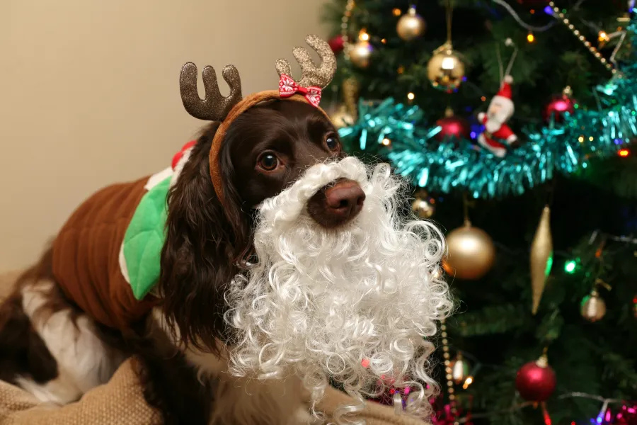 Santa is Coming Santa is Coming