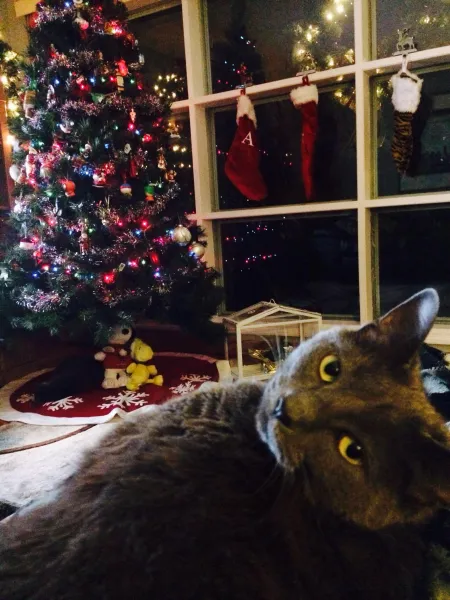 Cats and Christmas!! Cats and Christmas!!