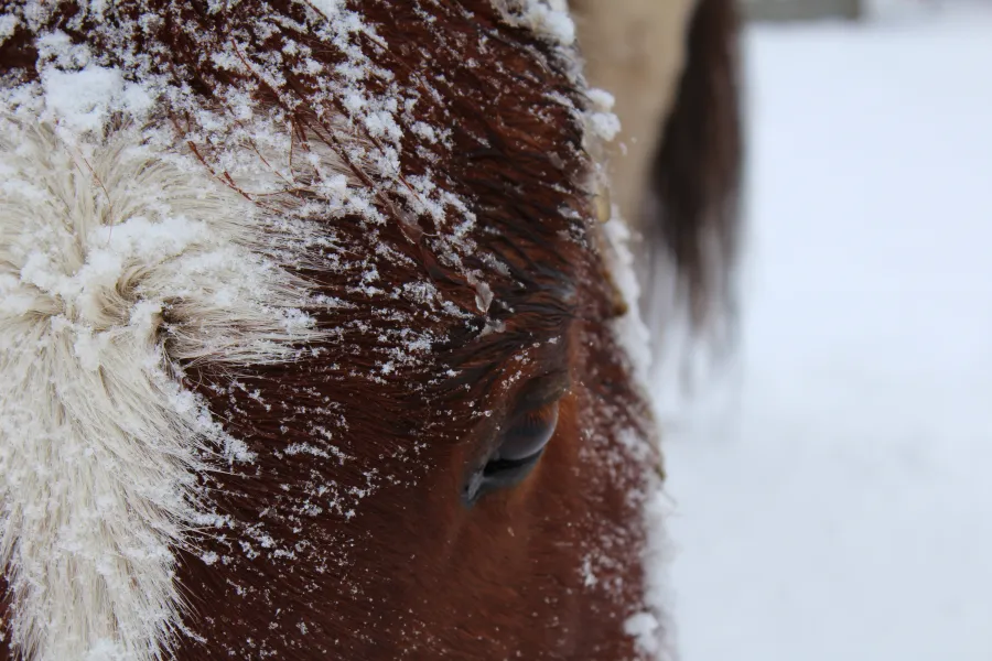 The snow horse The snow horse