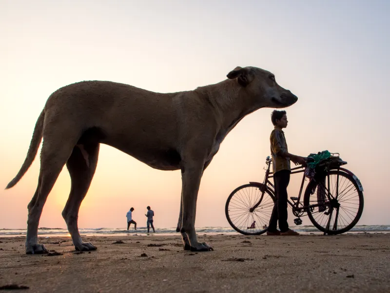 Dog Story Dog Story