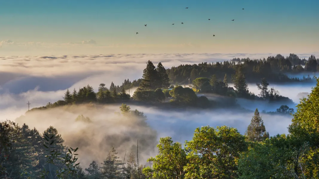 Majestic Morning Majestic Morning