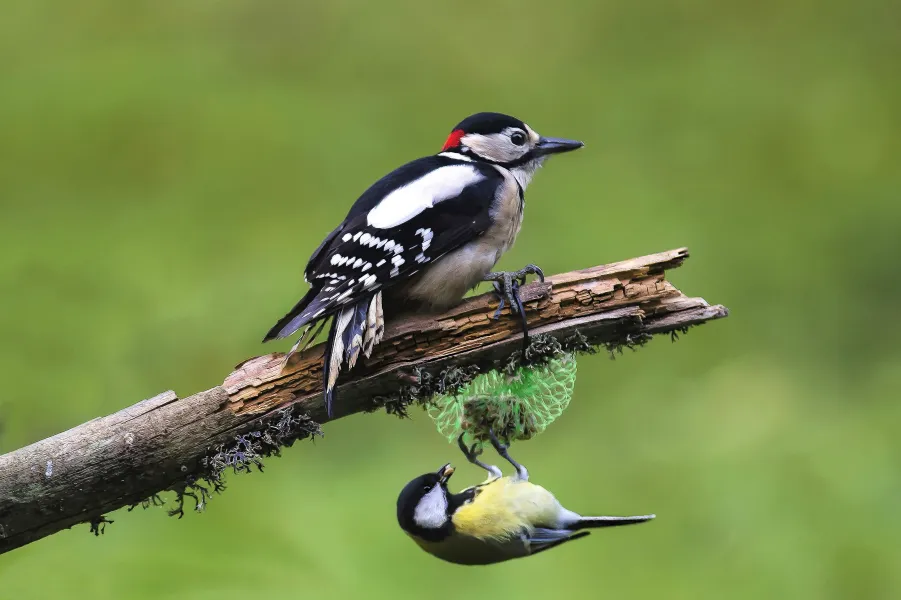 Woodpeckers friends Woodpeckers friends