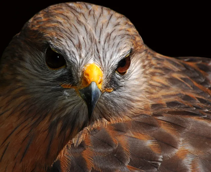 Red-shouldered Hawk Red-shouldered Hawk