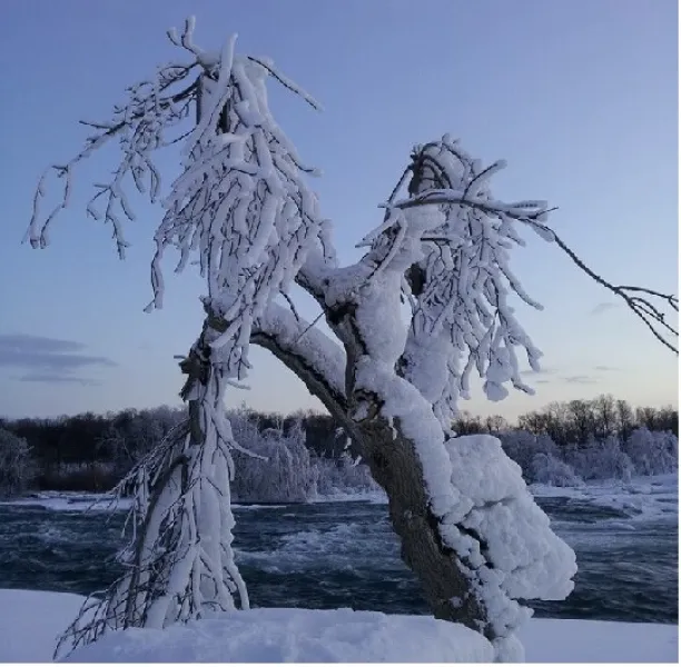 Wild haired snow pony Wild haired snow pony
