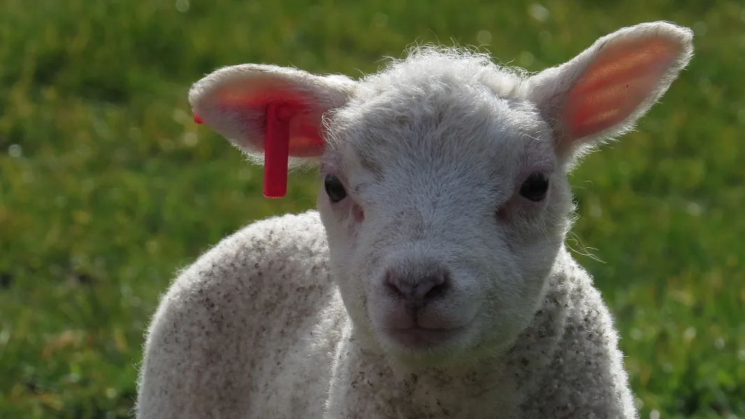 little lamb little lamb