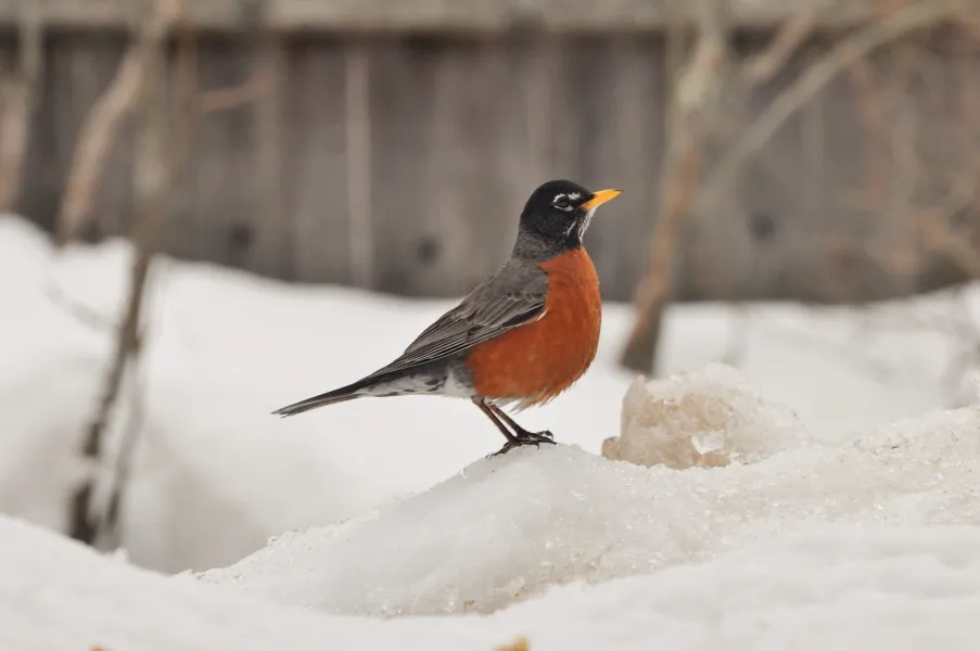 1st day of spring 1st day of spring